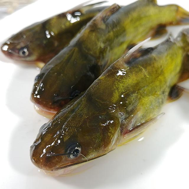 加州鲈混养黄颡鱼养殖关键技术