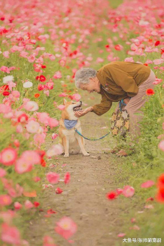 奶奶带柴犬看樱花的场景，被摄影师记录下来，感动了无数网友