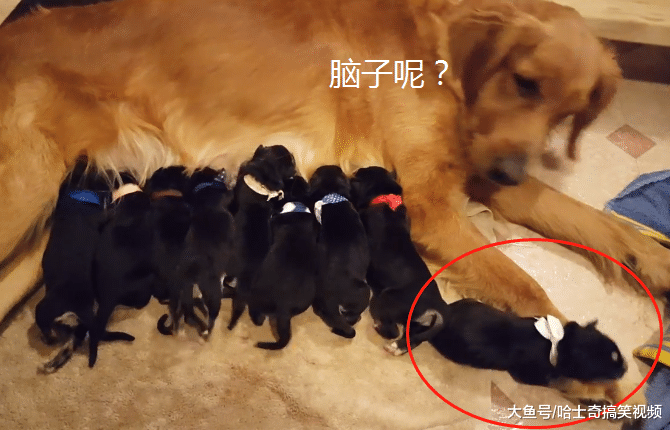 金毛跟二哈“喜结连理”，生下了9只宝宝，结果奶狗没人要