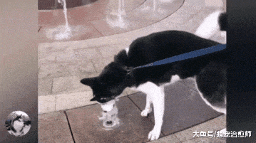 哈士奇想要用嘴堵上喷泉, 结果却喝了一肚子的水: 怎么还不停?