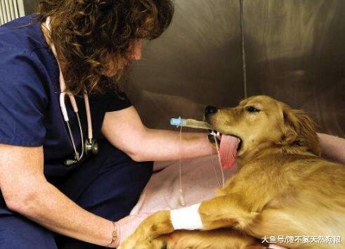 低温季节, 切记“5件事”不要对狗狗做, 以免害了它!