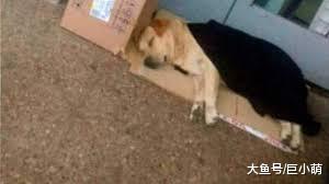 忠犬拉布拉多不知道主人去世，在医院门口静坐一周，等主人回家