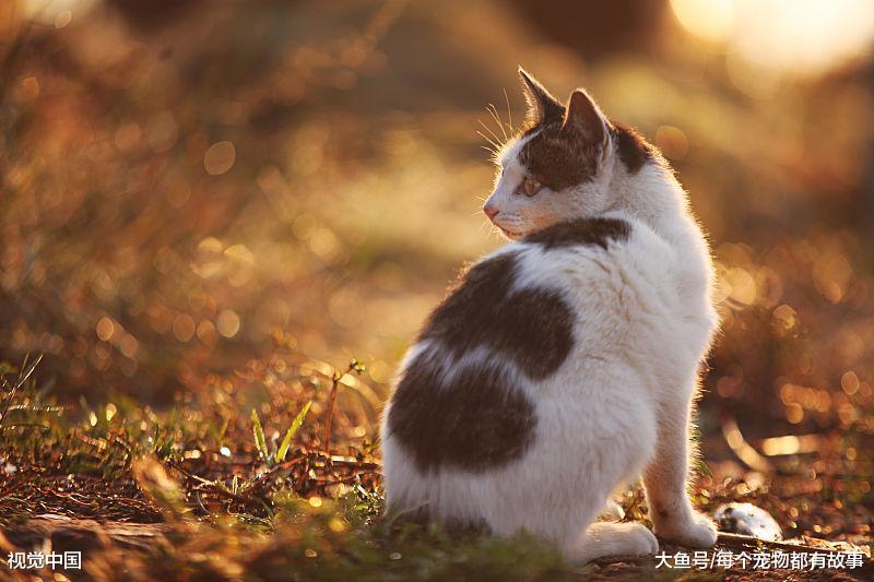 作为铲屎官，你该知道的事，这些注意事项是养猫的基本