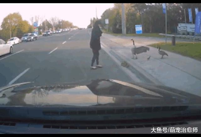 網友想幫小鵝過馬路，鵝媽看到后反而過來趕她：不要動我的孩子！