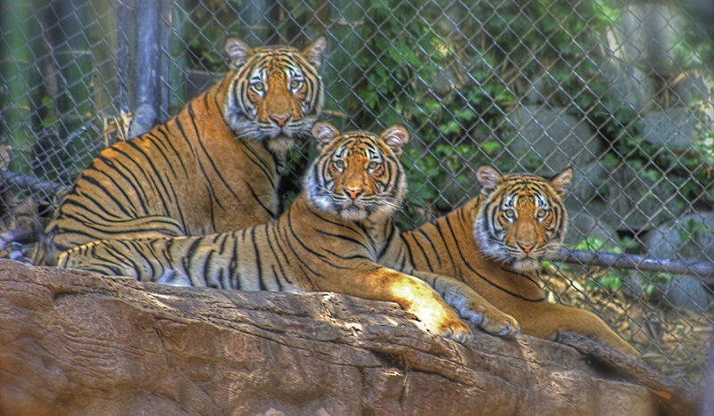 50年代湖南的“百虎围村”是真是假？能率领百虎的虎王存在吗？