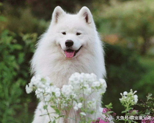 因有急事外出没带狗狗，导致其“离家出走”，狗：自己遛弯蛮好的