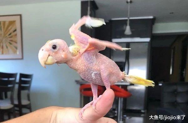 鹦鹉患喙羽症，从此无法飞翔……但是乐观的它丝毫没有在意