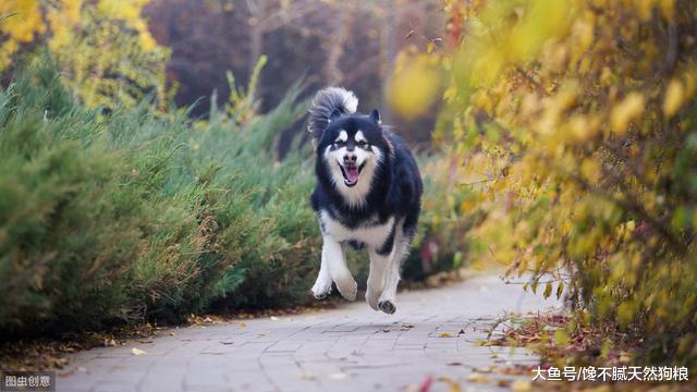 阿拉斯加犬吃什么狗粮好？