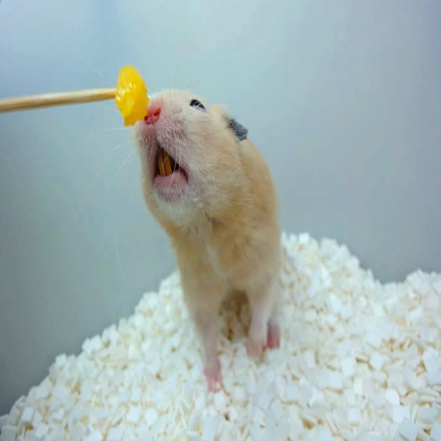 仓鼠被钓，乐坏无知饲主，而鼠鼠则在一旁伤心