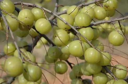 天然的“止咳良方”发现了，此果煮水喝，坚持3天，冬天不咳嗽