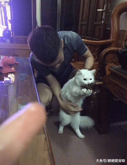 主人晚饭开荤，家里的馋猫们坐不住了，铲屎官：小贼，哪里逃！