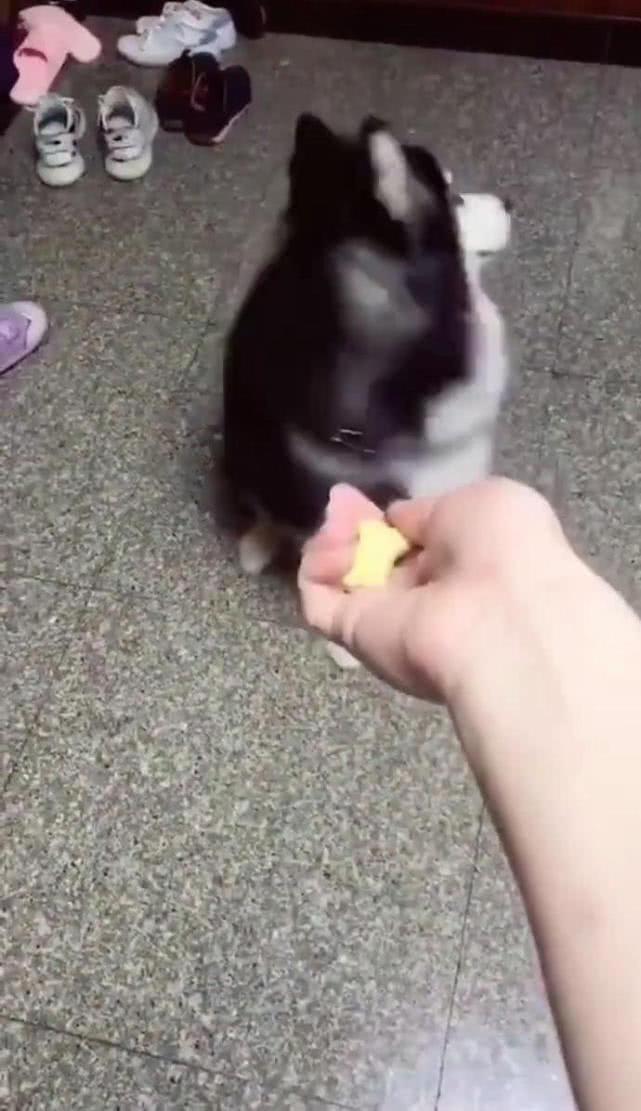 男子用零食调戏哈士奇，二哈的反应让人笑喷，网友：不仅傻，还瞎