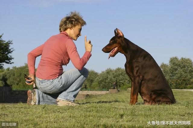 训练狗狗的4个小窍门，新手铲屎官记得收藏了