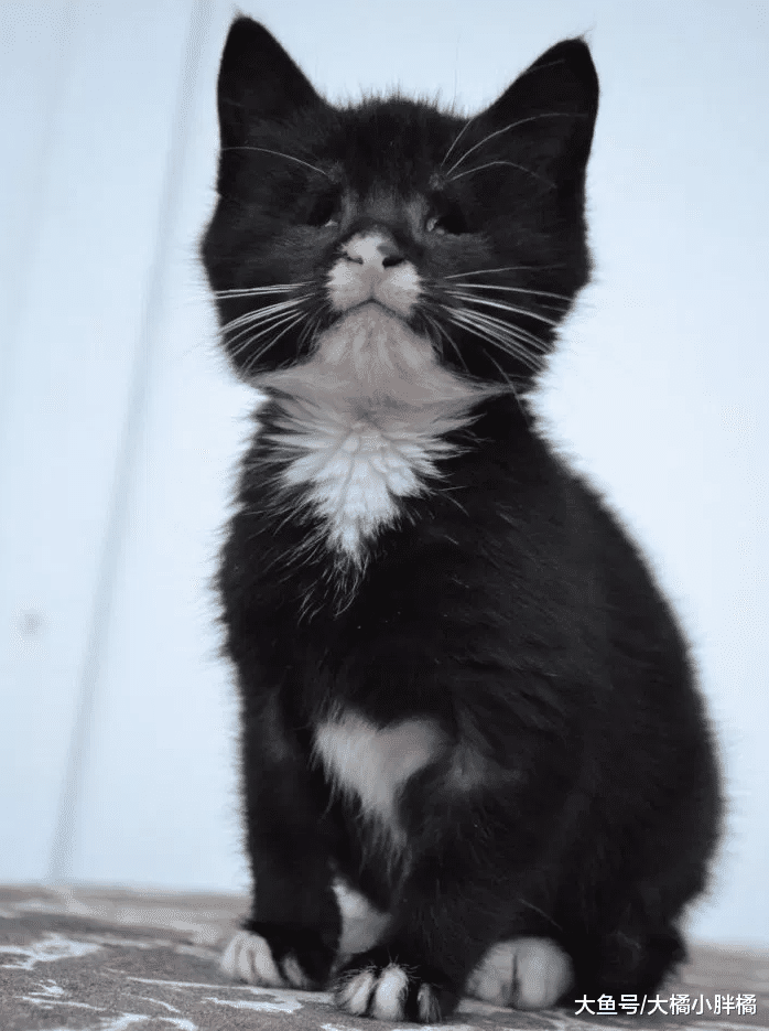 盲猫赶走毒蛇保护孩子，却意外让自己收获新家，它很喜欢亲吻家人