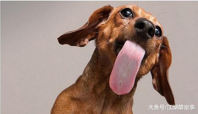 狗狗舔你就是喜欢你吗？其实你真的想多了