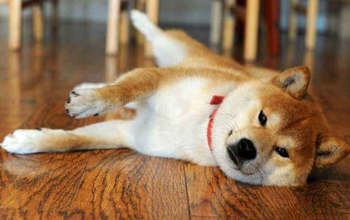 怎么训练狗狗，才能让它像别人家的狗狗一样聪明？看过这几点你就知道了