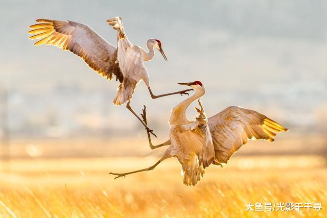 鸟类摄影拍出数毛的效果最好吗？这些创意摄影技巧让作品与众不同