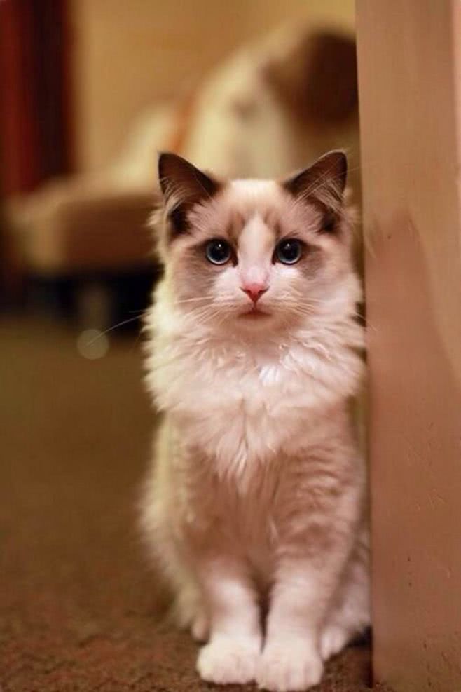 布偶猫到底有哪些颜色？不同配色的仙女猫其实各有特色