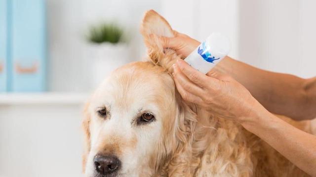 狗狗最基础的日常护理，能做到这5点的主人，也是很厉害了！