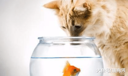 你知道猫为什么吃鱼吗？可不仅仅是因为喜欢