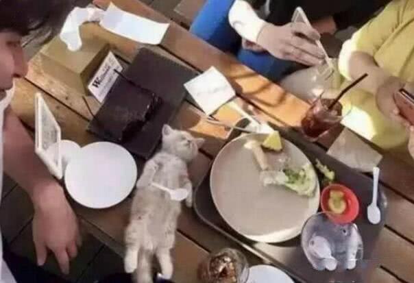 小猫跑到餐桌上边吃边睡像死了一样，结果竟被主人这样对待