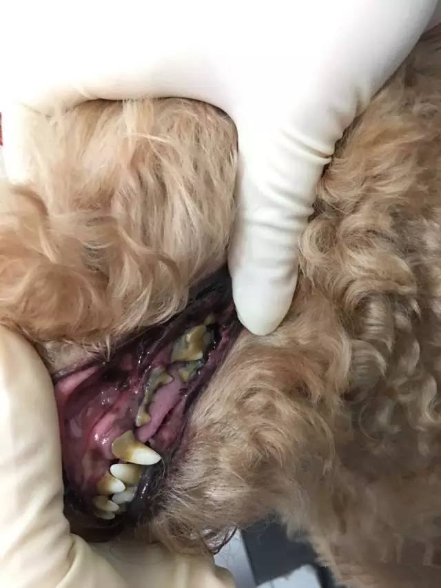 狗狗患上牙结石是件麻烦事，想让狗狗牙齿更健康？给你支个招