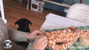拉布拉多的玩具坏了，让主人帮忙缝补，表情却把网友逗笑了