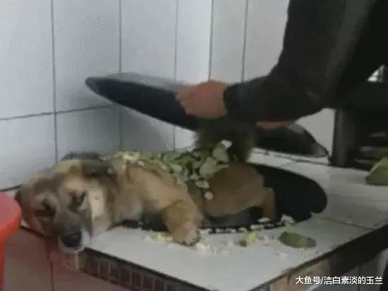 农村男子打算“炖”家中的中华田园犬，谁知它却非常淡定！