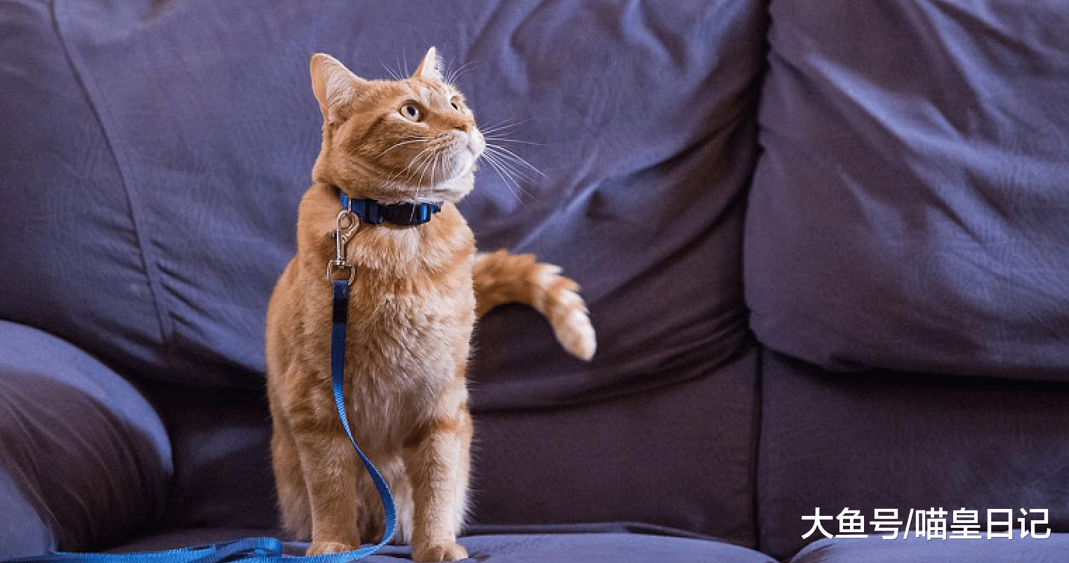 在记住主人这方面，猫咪并不比狗狗差，中华田园猫尤其如此