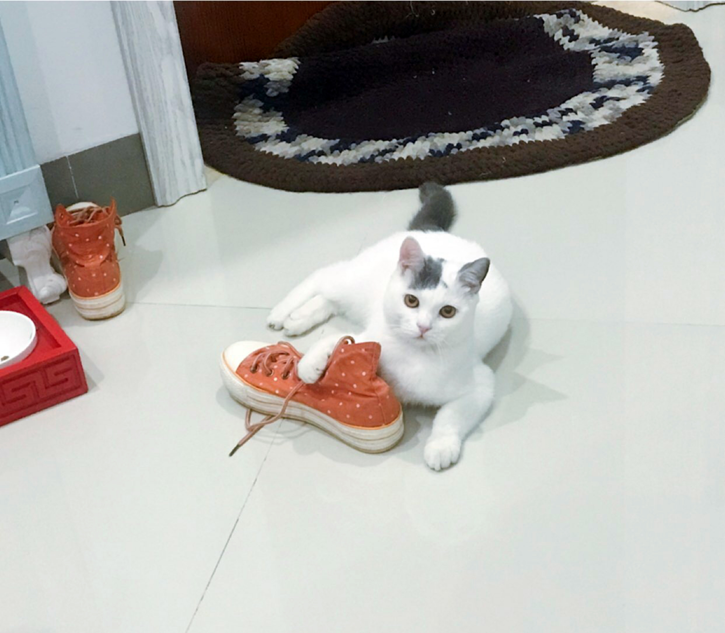 自从养了猫，不是被气哭就是气笑了！经常干这种事笑疯了……