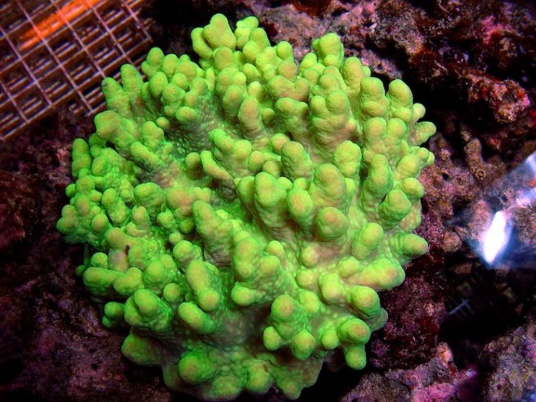 消失的斐济极品珊瑚，何时能在我们的海缸里再现？