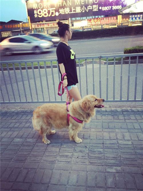 金毛在家被小偷拐走，网友没有放弃，几经周折终于找回！