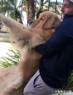 贪玩金毛和朋友玩疯了忘记时间，被主人硬抓上车时，一脸生无可恋
