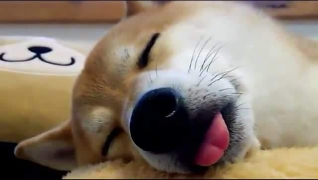 主人逼柴犬減肥，跑步時間一到狗子就瘸，昨天右腿今天咋換左腿？