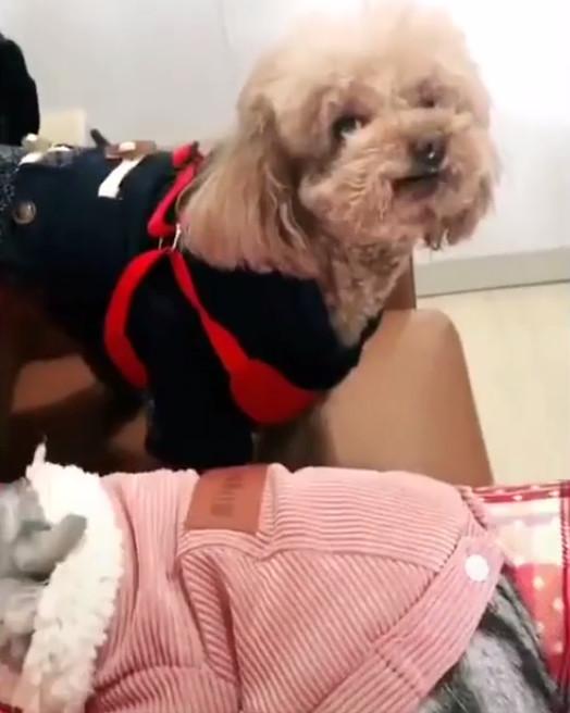 主人打猫咪狗狗来帮忙, 猫咪怒吼: 死胖子, 你给我起来!