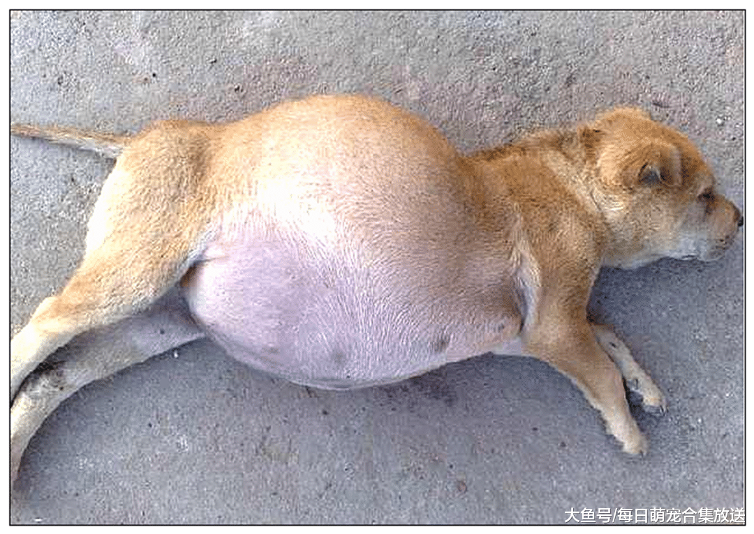 捡到一只土狗，发现它肚子大的有点不对劲，送去医院后瞬间泪崩