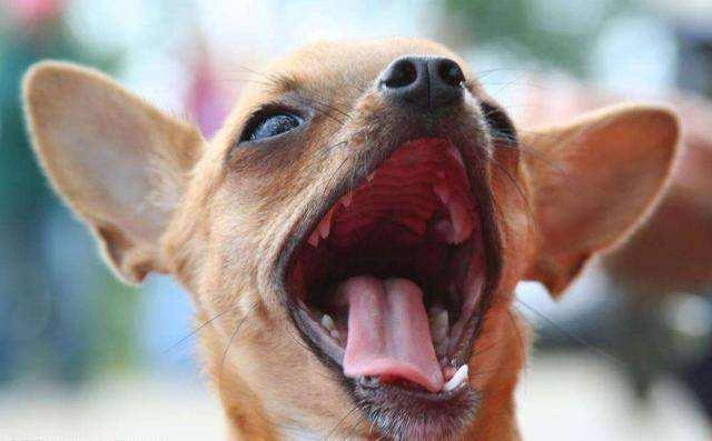 吉娃娃出门的6大注意事项, 除了要解决吠叫, 你还要注意这些