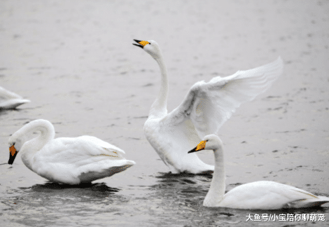 动物世界谁最漂亮？这5种就是代表！好多朋友喂养了