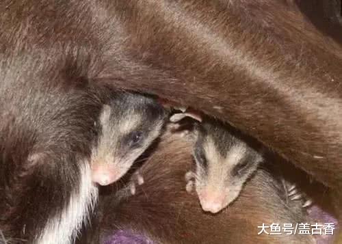 狗子带回一窝“小狗崽”，查明其身份后，男主居然把它扔了！