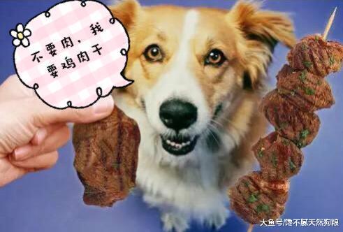 购买狗狗需谨慎, 这“5种情况”的狗狗, 劝你别买!