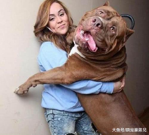 狗狗因长相被主人抛弃，却被好心人捡走，不惜高价多次手术