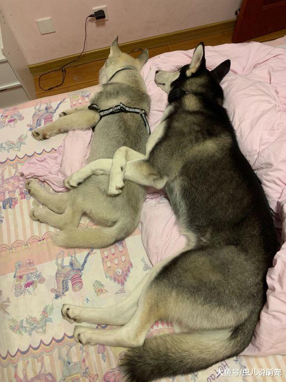 这对二哈“夫妻”霸占主人的床，主人只能在沙发睡觉