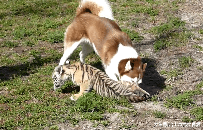 二哈闯入老虎园区，结果把小老虎当猫咪，狗：这猫长得真大