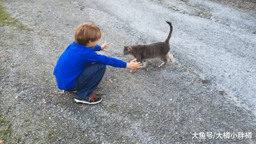 母鸡跟猫咪“争宠”，抢先进入小男孩怀抱，却从此被猫咪惦记上了