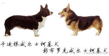 柯基犬除了威尔士的两种外，还有第三种，你知道吗？