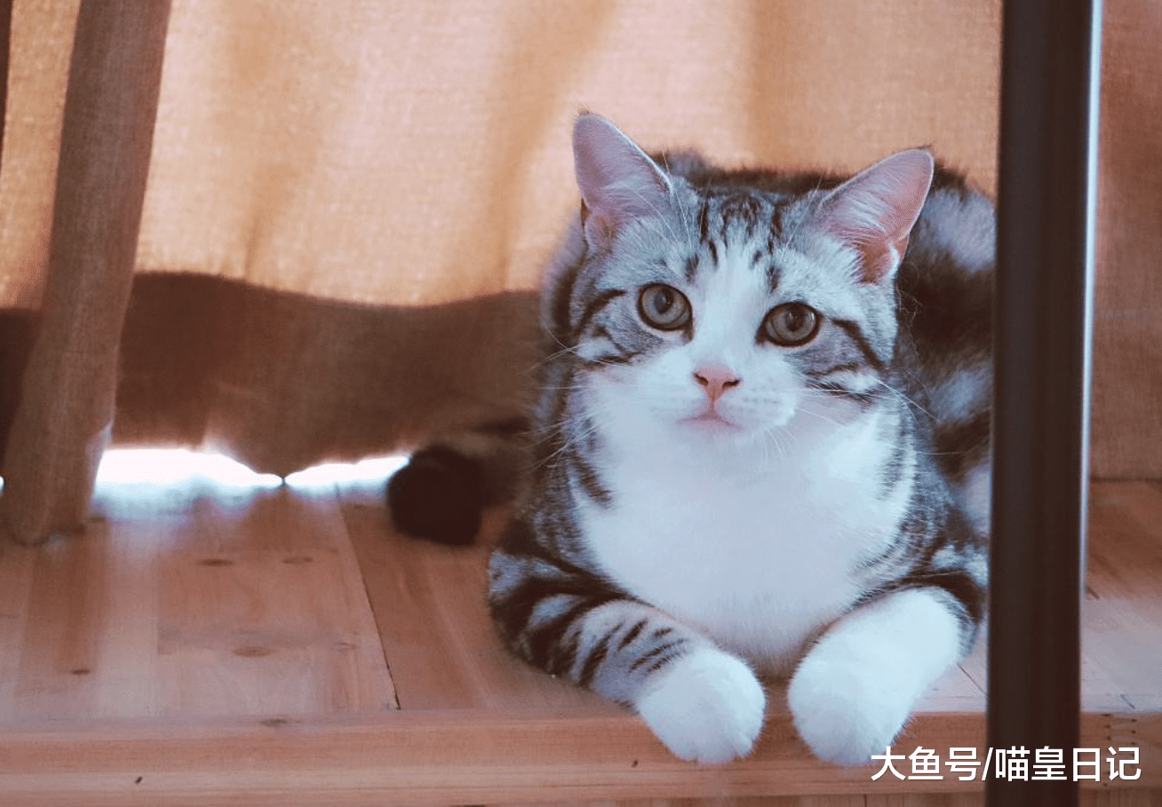 养猫小课堂: 资深铲屎官教你遛猫的正确姿势, 以下三点要记牢!