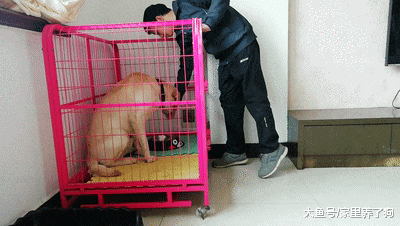 拉布拉多犯错被关，趁主人不注意跑出来了