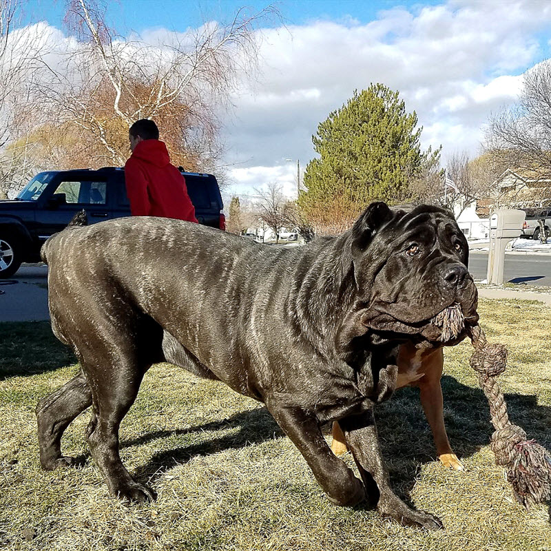 世界上最大的小狗已经1.8米高，仍然在生长