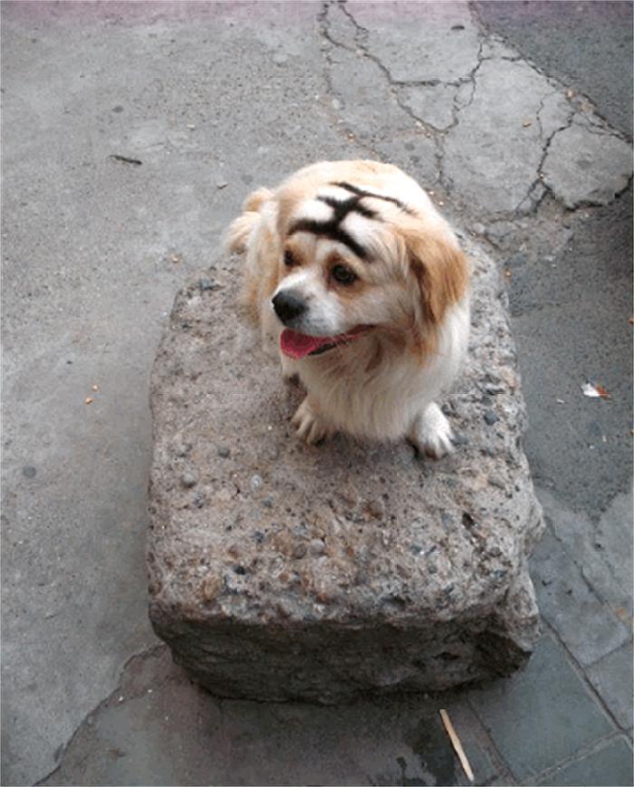 为什么狗狗都喜欢仗人势？什么样的主人狗狗会很怂？