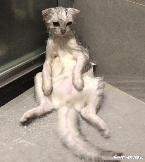 宠主给猫咪洗澡时，它的眼神空洞无神，主人：你女友戴绿帽子了？